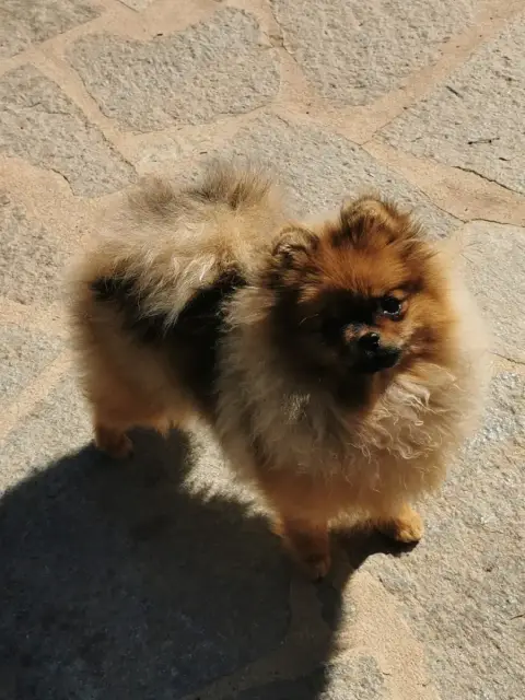 Spitz Allemand  Anne Neville Des Spitz'Chouns