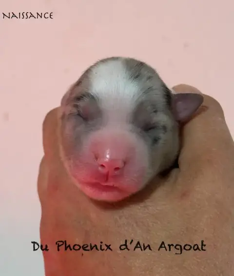 Berger Australien  Chiot 3 Du Phoenix D'An Argoat