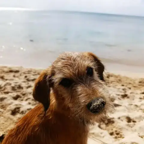 Youpi, Bébé Joyeux