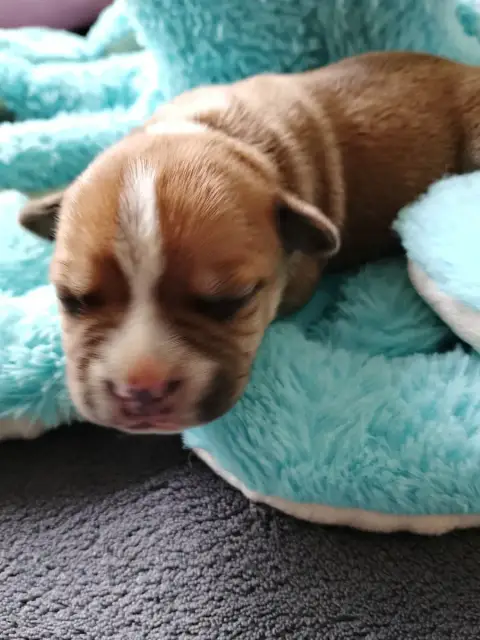 Staffordshire Bull Terrier  Chiot N°4 The World Of An 04708 photo 2