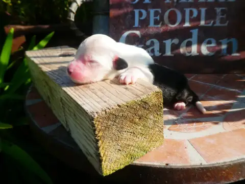 Bobtail  Chiot 1 Of Mary People