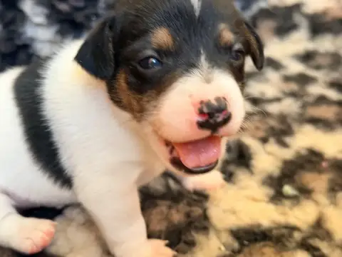 Jack Russell Terrier  Black Jack Des Niglots Du Gard 07de0 photo 3
