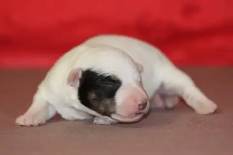 Jack Russell Terrier  Male 3 Des Diamants Verts