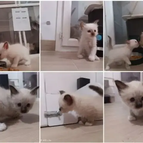 Magnifique Chatons Sacré De Birmanie