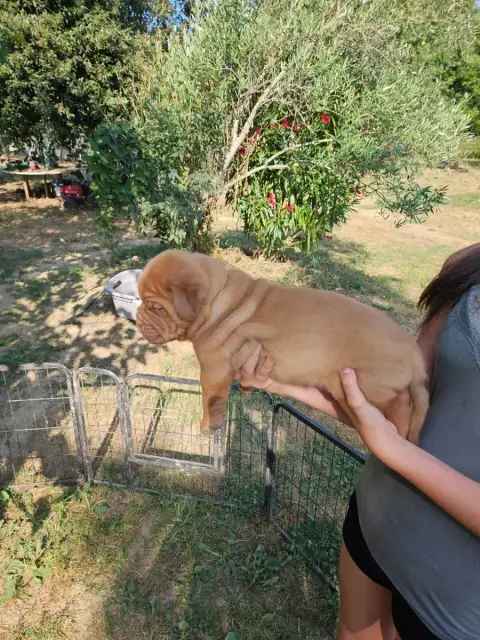 Dogue De Bordeaux 
                        Collier Or afbbd photo 2