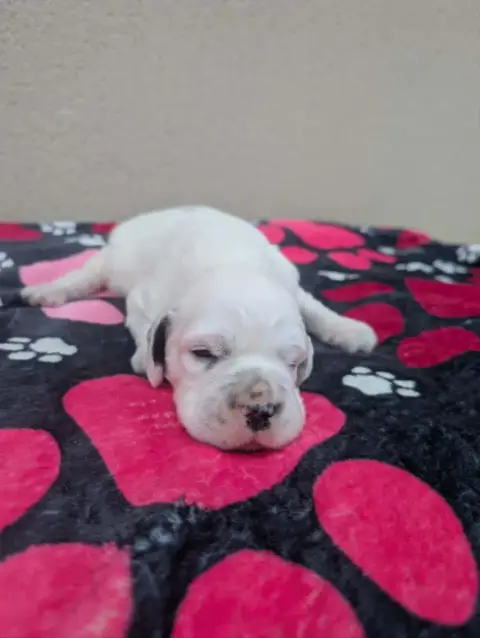 Setter Anglais  Chiot 4 Des Sentiers De La Douyne