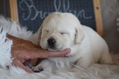 Labrador Retriever  Brooklyn Des Bories De Yakoubia b12f9