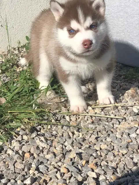Siberian Husky  Collier Bleu Of The Southern Mountain 9b101