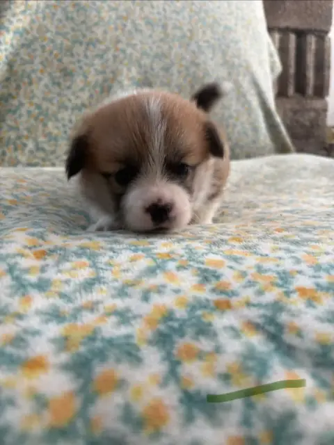 Welsh Corgi Pembroke  Collier Vert