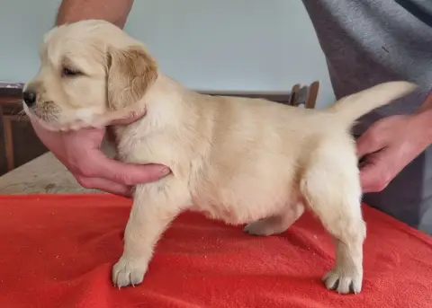 Golden Retriever  Chiot N°6 Des Hirondelles Du Voyage 8a0d4 photo 2