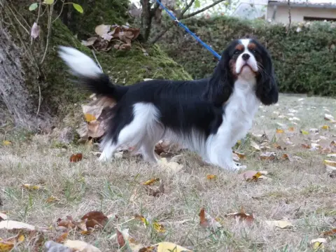 Cavalier King Charles Spaniel  Chiot N°3 Des Grands R 61f06 photo 3