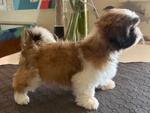 Shih Tzu  Balthazar Trésors De Tanhankara Des Trésors d26e3 photo 3