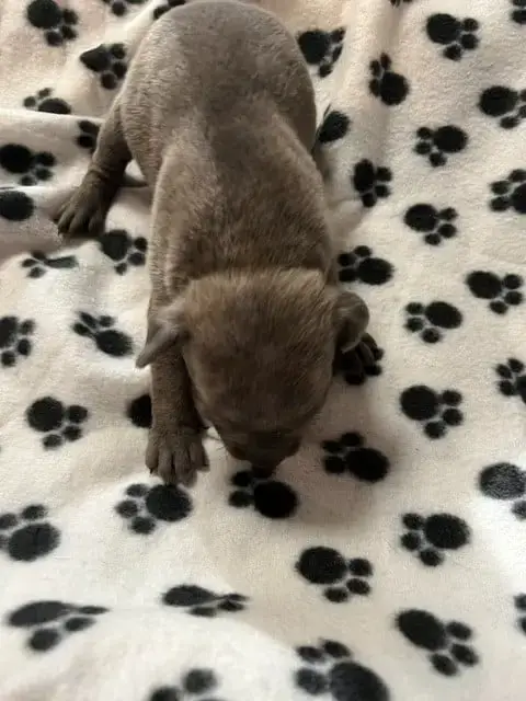Staffordshire Bull Terrier  Bleu Bringé De L'Aube Lyo 34387 photo 2