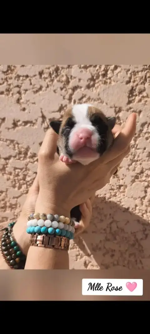 Bulldog Continental  Mlle Rose Du Val Dore D'Ourea