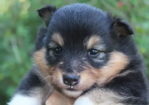 Shetland Sheepdog  Chiot N°2 Du Royaume D'Angélique a983d