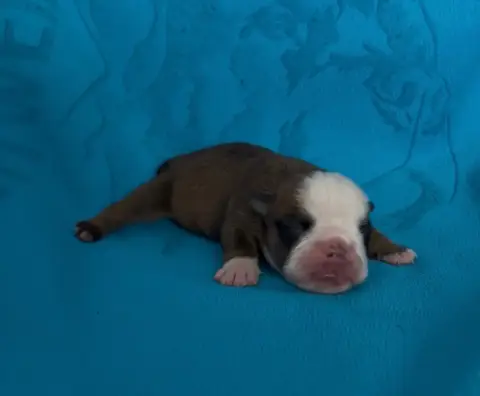 Bulldog Anglais  Chiot 8 Des Praz D'Orépac