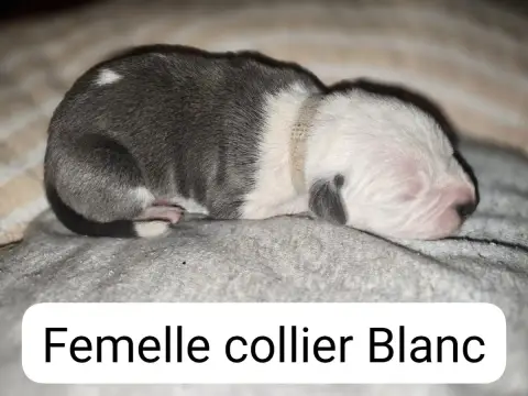American Staffordshire Terrier  B... Du Royaume De Tc c44db photo 2
