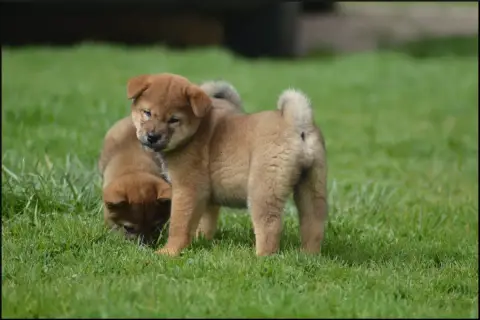 Shiba  Chiot 4 De L'Empire Des Samouraïs