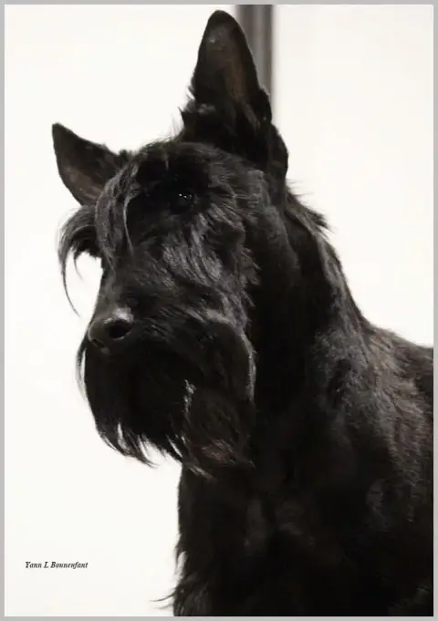 Scottish Terrier  Chiot N°2 Du Harpouy D'Auzan photo 3