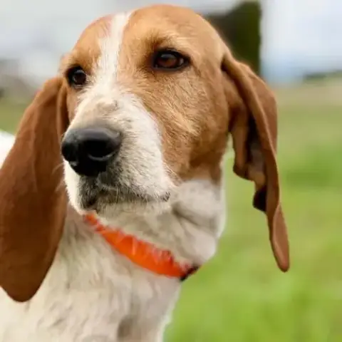 Chien Marley À L Adoption