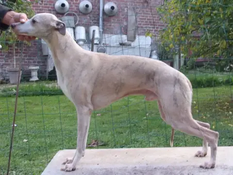 Whippet  Chiot 1 Du Haras Eclair Horside'Whip photo 2
