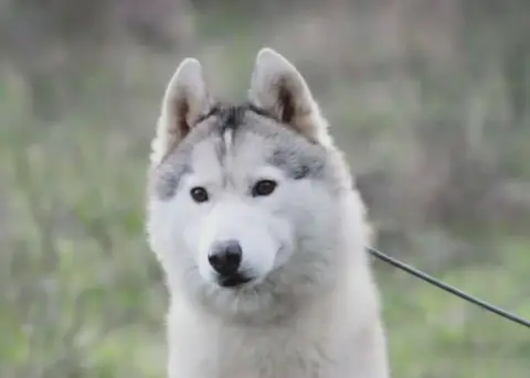 Siberian Husky  Chiot 3 Of Umok'S Dreams photo 3