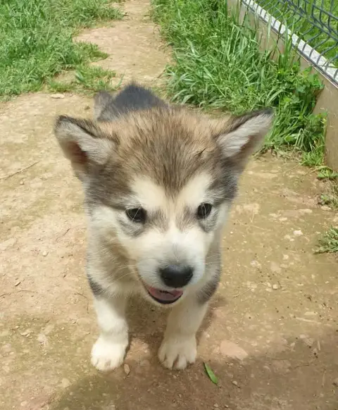 Alaskan Malamute