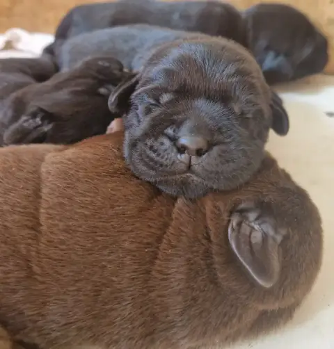 Labrador Retriever  Noire 1 Des Terres Sacrees