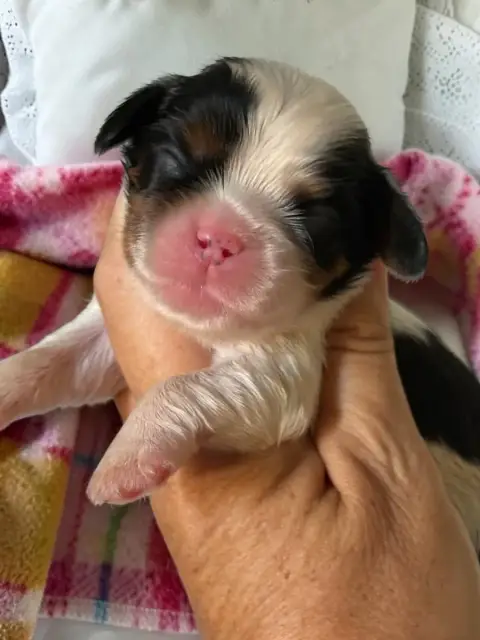 Cavalier King Charles Spaniel 
                       c528d
