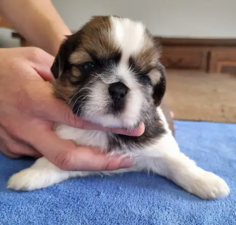 Shih Tzu  Chiot N°3 Des Hirondelles Du Voyage photo 3