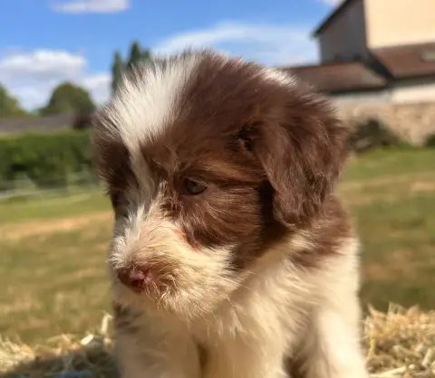 Bearded Collie  Brehat photo 3