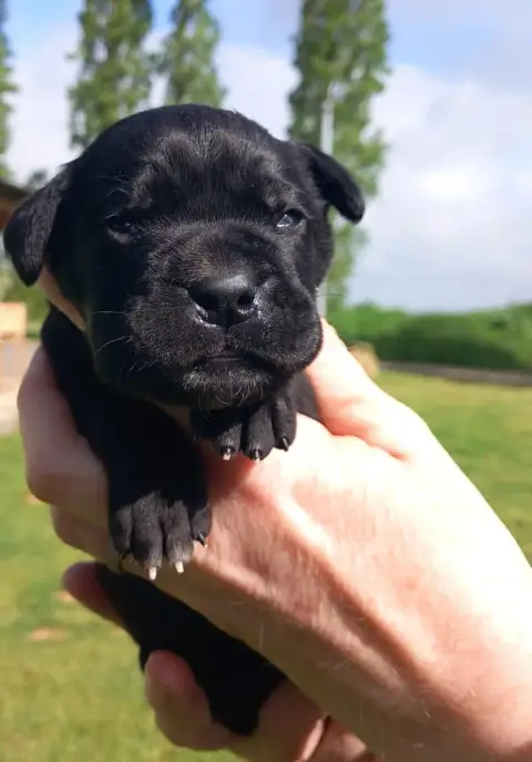 Cane Corso  Chiot Noire Du Clos Des Trois Rivières photo 2