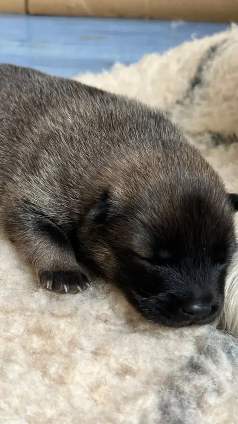 Eurasier  Chiot 2 Des Sables D'Olympe photo 3
