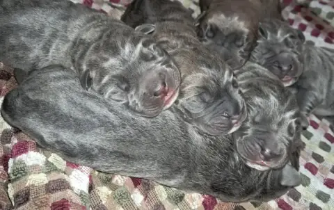 Cane Corso  Chiot N°5 From Russians Traditions
