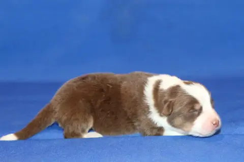Berger Australien  Chiot N°6 Du Domaine De La Canurie 158e3 photo 3
