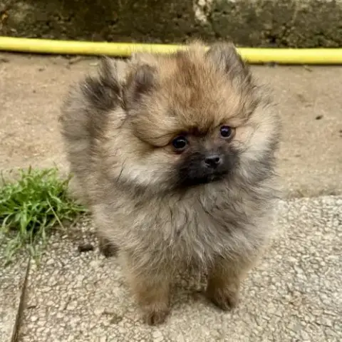 Chiots Spitz Nains Lof