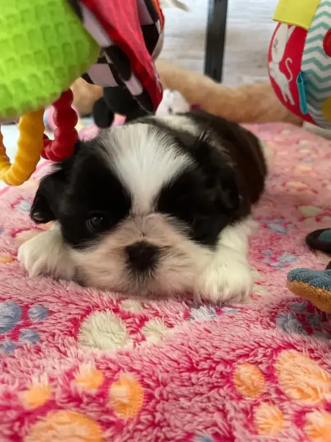 Shih Tzu  Aly Leen De La Nuit Etoilée De Méline photo 2