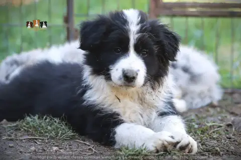 Border Collie  Black Slice Of Heaven