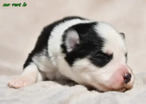 Laika De Iakoutie  Chiot 4 Des Legendes De Retz photo 2