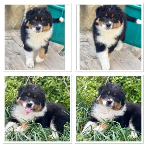 Berger Australien  Chiot N°2 De La Ferme Des Granges  d090c