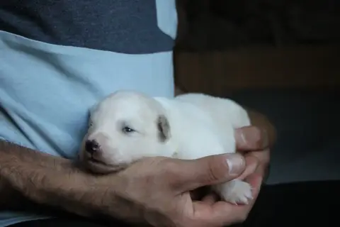 Laika De Iakoutie photo 2