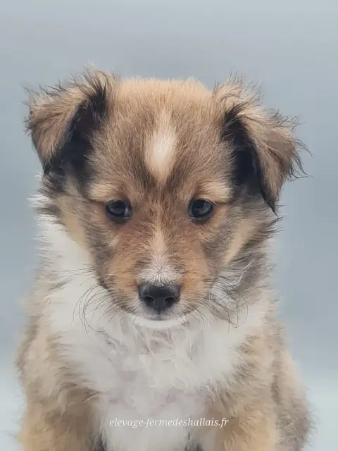 Shetland Sheepdog  Bélénos Du Mont De La Chenaie