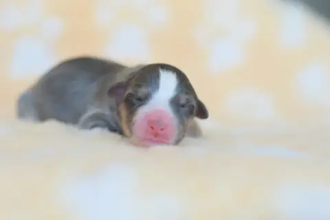 Berger Australien  Chiot 2 Roz Liammet photo 2