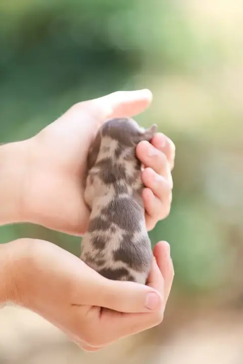 Teckel Poil Long 
                        Chiot 4 She c698f photo 3