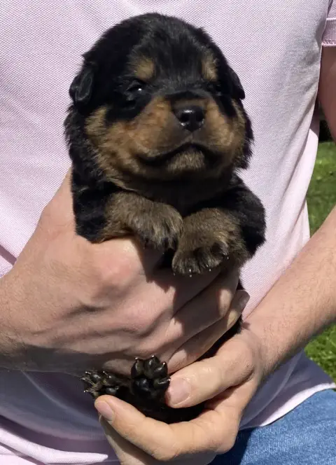 Rottweiler  Collier Vert Clair De La Tour Gelee