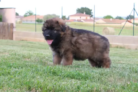 Berger Allemand Poil Long  Chiot 6 De L'Hacienda Del  368f3 photo 2