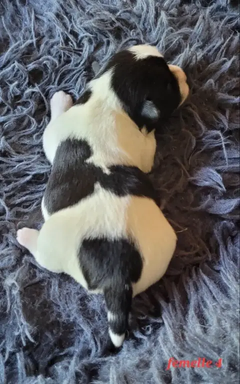Jack Russell Terrier  Noire Et Blanche Du Bois De Lhu aa84a photo 2