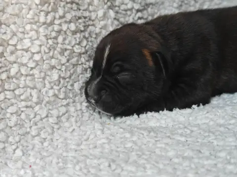 Staffordshire Bull Terrier  Chiot N°2 Des Ecrins Du G e21c2