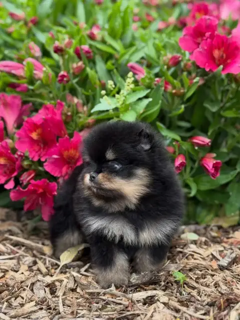Spitz Allemand  Chiot N°2 Des Pom'S D'An Arvor