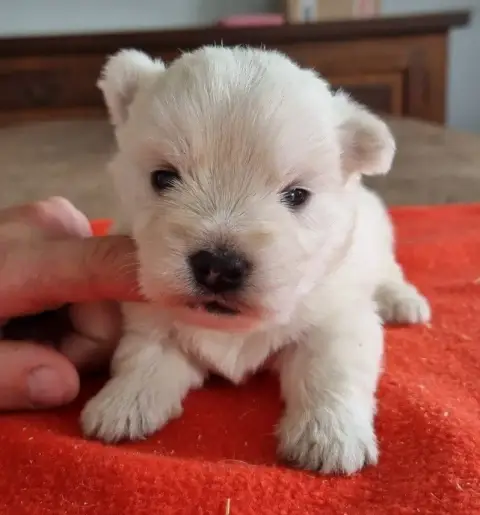 West Highland White Terrier  Chiot N°5 Des Hirondelle 8ccc3 photo 3